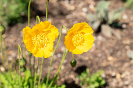 Saint Gallen, Switzerland May 24, 2025 Papaver Croceum or ice poppy plant at the botanical gardenの写真素材