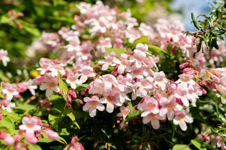 Saint Gallen, Switzerland May 24, 2025 Kolkwitzia Amabilis or beauty bush plant at the botanical...