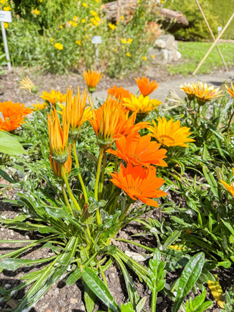 Saint Gallen, Switzerland May 24, 2025 Gazania flowers at the botanical gardenの写真素材