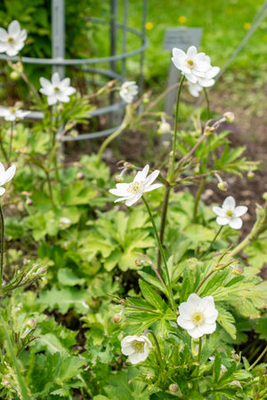 Saint Gallen, Switzerland May 24, 2025 Anemone Leveillei or woodland windflower plant at the botanical gardenの写真素材