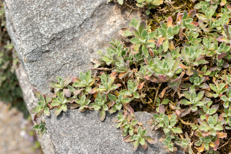 Saint Gallen, Switzerland May 24, 2025 Arabis Caucasica or mountain rock cress plant at the botanical gardenの写真素材