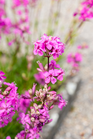 Silene Viscaria or clammy campion plant at the botanical gardenの写真素材