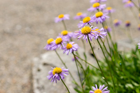 Saint Gallen, Switzerland May 24, 2025 Erigeron Ursinus or bear river fleabane plant at the...