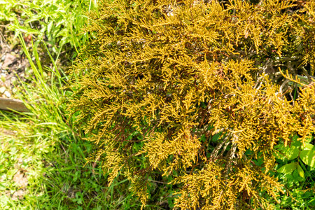 Saint Gallen, Switzerland May 24, 2025 Hebe Ochracea James Stirling plant at the botanical gardenの写真素材