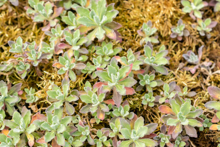 Saint Gallen, Switzerland May 24, 2025 Arabis Caucasica or mountain rock cress plant at the...