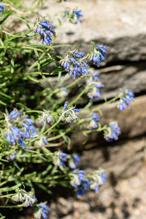 Saint Gallen, Switzerland, June 13, 2025 Moltkia Coerulea plant at the botanical gardenの写真素材