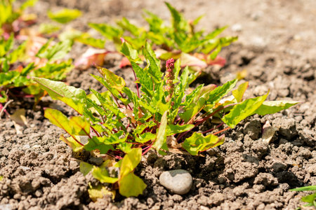 Saint Gallen, Switzerland, June 13, 2025 Strawberry goosefoot or Blitum Capitatum plant at the...