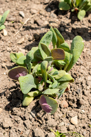 Saint Gallen, Switzerland, June 13, 2025 Calandrinia Grandiflora plant at the botanical gardenの写真素材