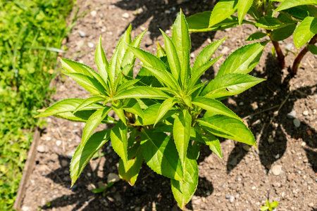 Saint Gallen, Switzerland, June 13, 2025 Impatiens Balsamina or garden balsam plant at the botanical...
