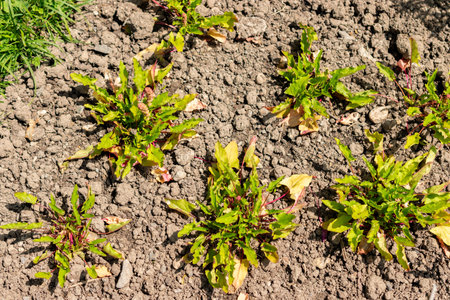 Saint Gallen, Switzerland, June 13, 2025 Strawberry goosefoot or Blitum Capitatum plant at the botanical gardenの写真素材