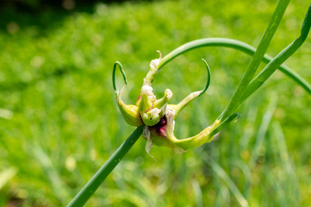 Saint Gallen, Switzerland, June 13, 2025 Bulb onion or Allium Cepa plant at the botanical gardenの写真素材