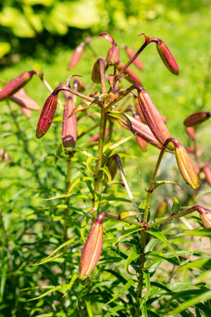 Saint Gallen, Switzerland, June 13, 2025 Lilium Leucanthum plant at the botanical gardenの写真素材
