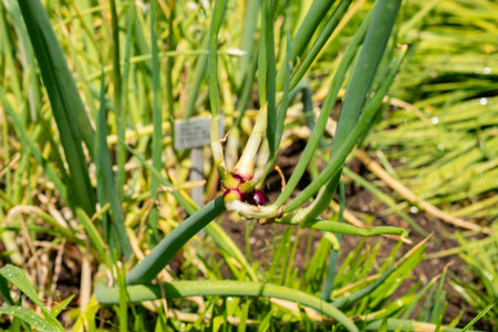Saint Gallen, Switzerland, June 13, 2025 Bulb onion or Allium Cepa plant at the botanical gardenの写真素材