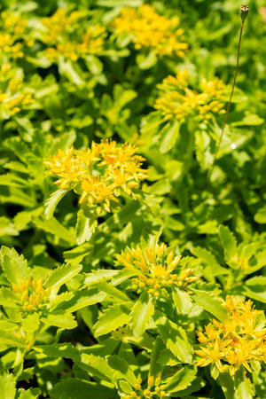 Saint Gallen, Switzerland, June 13, 2025 Sedum Kamtschaticum or orange stonecrop plant at the...