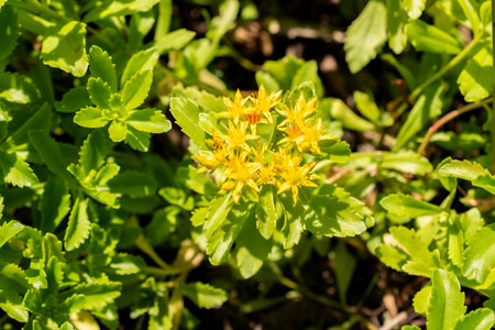 Saint Gallen, Switzerland, June 13, 2025 Sedum Kamtschaticum or orange stonecrop plant at the...