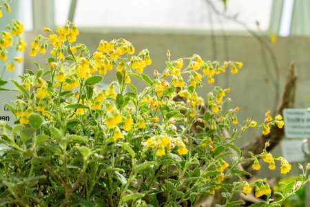 Saint Gallen, Switzerland, June 13, 2025 Hermannia Incana plant at the botanical gardenの写真素材