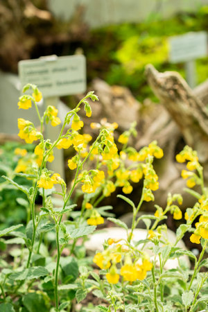 Saint Gallen, Switzerland, June 13, 2025 Hermannia Incana plant at the botanical gardenの写真素材