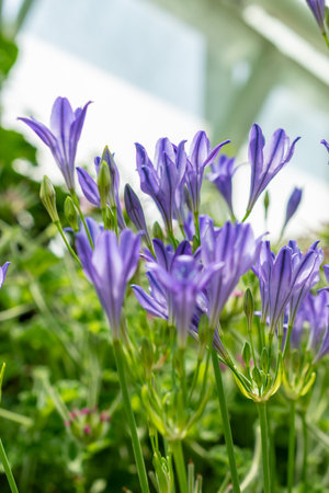Saint Gallen, Switzerland, June 13, 2025 Triteleia Laxa or grassnut plant at the botanical gardenの写真素材