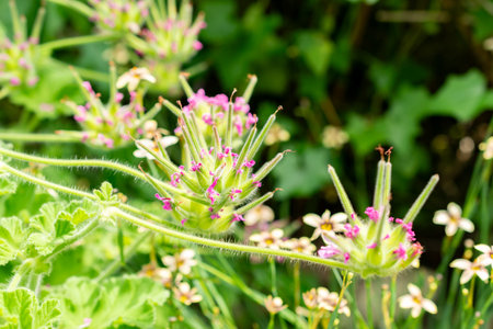 Saint Gallen, Switzerland, June 13, 2025 Pelargonium Capitatum or rose geranium plant at the botanical gardenの写真素材