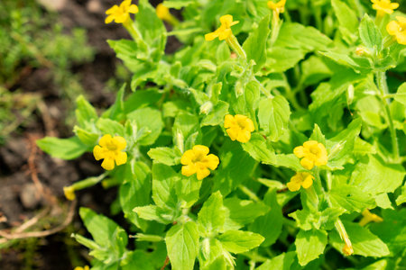 Saint Gallen, Switzerland, June 13, 2025 Mimulus Jungermannioides plant at the botanical gardenの写真素材