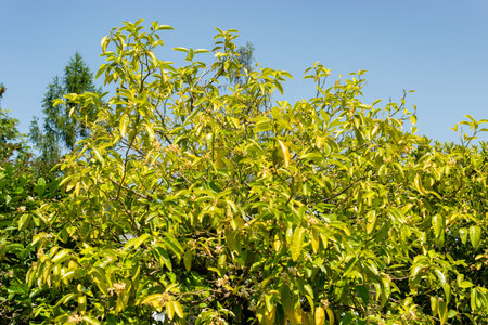 Saint Gallen, Switzerland, June 13, 2025 Citrus Paradisi or grapefruit plant at the botanical garden