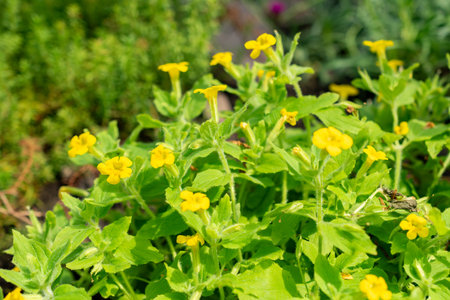 Saint Gallen, Switzerland, June 13, 2025 Mimulus Jungermannioides plant at the botanical gardenの写真素材
