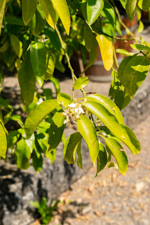 Saint Gallen, Switzerland, June 13, 2025 Citrus Paradisi or grapefruit plant at the botanical gardenの写真素材