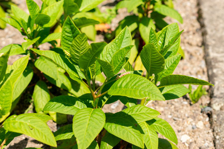 Saint Gallen, Switzerland, June 13, 2025 Phytolacca Americana or pokeweed plant at the botanical gardenの写真素材