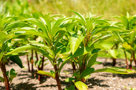 Saint Gallen, Switzerland, June 13, 2025 Impatiens Balsamina or garden balsam plant at the botanical gardenの写真素材