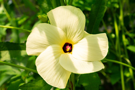 Saint Gallen, Switzerland, June 13, 2025 Abelmoschus Manihot or aibika plant at the botanical gardenの写真素材