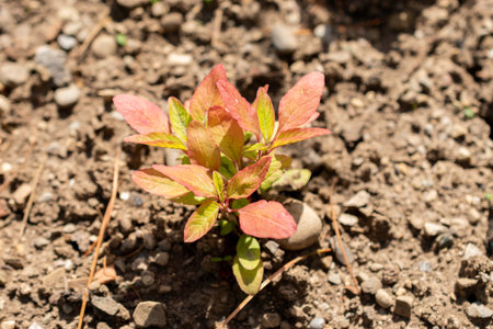 Saint Gallen, Switzerland, June 13, 2025 Amaranthus Caudatus or tassel flower at the botanical...