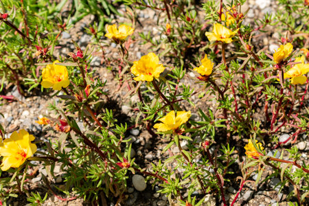 Saint Gallen, Switzerland, June 13, 2025 Portulaca Grandiflora or mexican rose plant at the botanical gardenの写真素材
