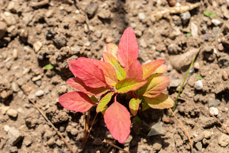 Saint Gallen, Switzerland, June 13, 2025 Amaranthus Caudatus or tassel flower at the botanical...