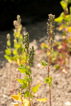 Saint Gallen, Switzerland, June 13, 2025 Chenopodium Quinoa or quinoa plant at the botanical gardenの写真素材