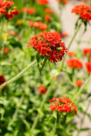 Saint Gallen, Switzerland, June 13, 2025 Lychnis Chalcedonica or maltese cross plant at the botanical gardenの写真素材