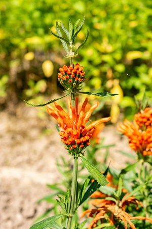 Saint Gallen, Switzerland, June 13, 2025 Leonotis Leonurus or lions tail plant at the botanical gardenの写真素材