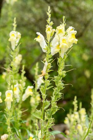 Zurich, Switzerland, June 16, 2025 Veronica Austriaca or large speedwell plant at the botanical gardenの写真素材
