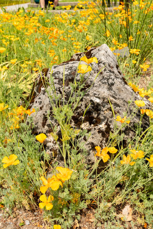 Zurich, Switzerland, June 16, 2025 Eschscholzia Californica or golden poppy plant at the botanical gardenの写真素材