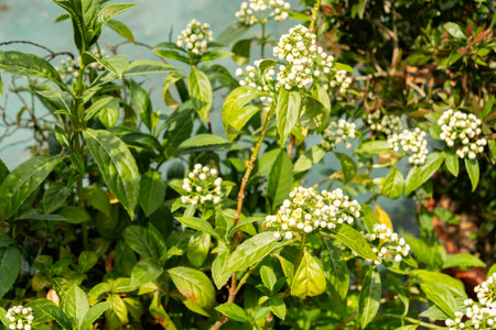 Zurich, Switzerland, June 16, 2025 Dichroa Febrifuga plant at the botanical gardenの写真素材