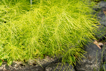 Zurich, Switzerland, June 16, 2025 Equisetum Pratense or meadow horse tail plant at the botanical...