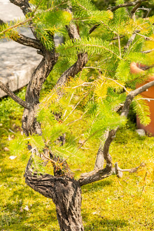 Zurich, Switzerland, June 16, 2025 Calothamnus Quadrifidus or one sided bottle brush plant at the botanical gardenの写真素材