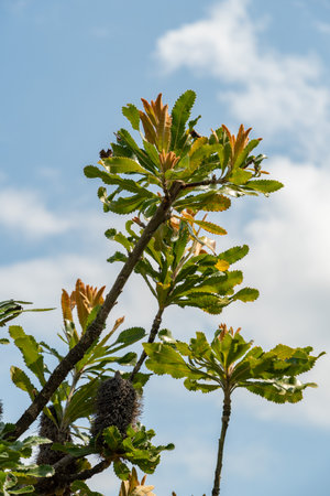Zurich, Switzerland, June 16, 2025 Banksia Serrata or saw banksia plant at the botanical gardenの写真素材