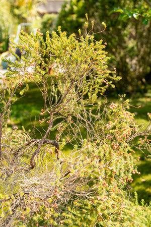 Zurich, Switzerland, June 16, 2025 Erica Baccans or berry heath plant at the botanical garden