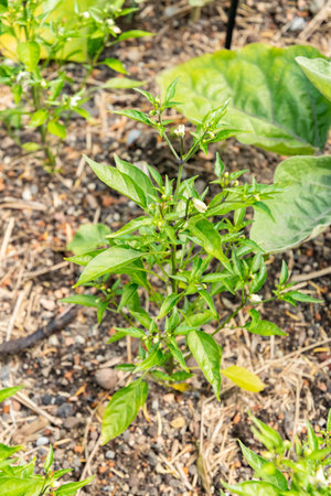 Zurich, Switzerland, June 16, 2025 Capsicum Annuum plant at the botanical garden