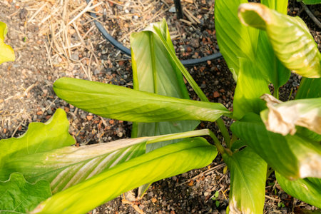 Zurich, Switzerland, June 16, 2025 Boesenbergia Rotunda or chinese keys plant at the botanical gardenの写真素材