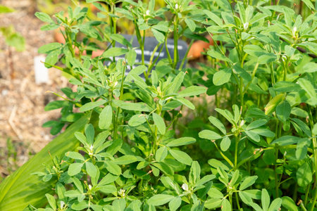 Zurich, Switzerland, June 16, 2025 Trigonella Foenum Graecum or fenugreek plant at the botanical...