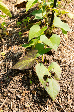 Zurich, Switzerland, June 16, 2025 Ipomoea Batatas or sweet potato plant at the botanical garden