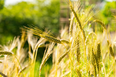 Zurich, Switzerland, June 16, 2025 Triticum Dicoccoides or emmer plant at the botanical garden