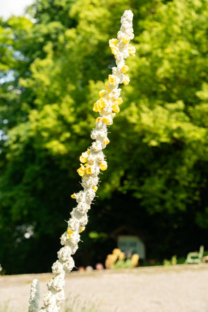 Zurich, Switzerland, June 16, 2025 Verbascum Lychnitis or white mullein plant at the botanical...