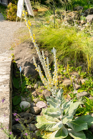Zurich, Switzerland, June 16, 2025 Verbascum Lychnitis or white mullein plant at the botanical...